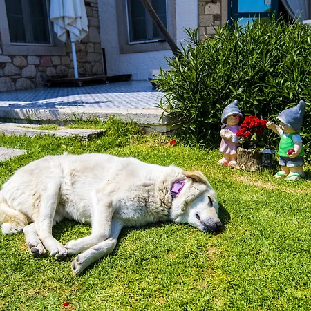 Sultan Butik ℳℛ Luxury Concept بيت ضيافة ألاتشاتي